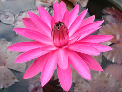 NYMPHAEA